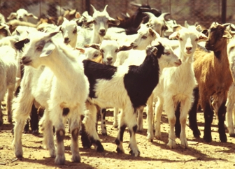 Feral goats, source P Fleming Feral goats, source P Fleming